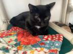 Adopt Jacob Black a Domestic Short Hair