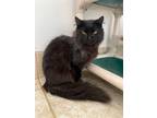 Adopt Jack Black a Domestic Short Hair