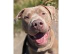 Adopt Denny a Pit Bull Terrier