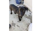 Adopt FARMER a Labrador Retriever