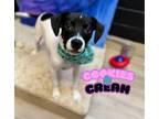 Adopt Cookies N Cream a Catahoula Leopard Dog, Rat Terrier
