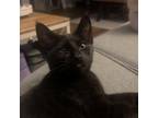 Adopt Inky a American Shorthair