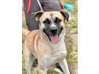 Adopt Alfie a Labrador Retriever, Shepherd