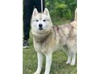 Adopt Kai a Husky