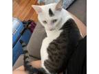 Adopt Maxwell Lee a Domestic Short Hair