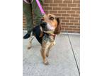Adopt Boom a Beagle, Mixed Breed
