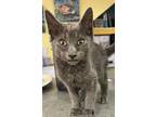 Adopt Merlin - KITTEN a Domestic Short Hair