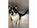 Adopt Moo Moo a Domestic Short Hair