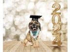 Adopt Albert a Pug, Beagle
