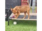 Adopt Delphina a Labrador Retriever