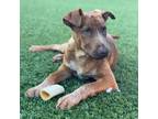 Adopt Rad a Labrador Retriever