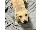 Adopt Darwin a Labrador Retriever