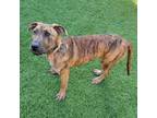 Adopt Rasco a Black Mouth Cur