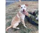 Adopt Damon a Labrador Retriever