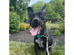 Adopt Aladdin a Pit Bull Terrier