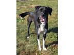 Adopt Bo a Labrador Retriever, Boxer