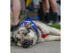 Adopt Hobbs a German Shepherd Dog
