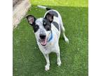 Adopt Scotty a Australian Cattle Dog / Blue Heeler, Rat Terrier