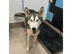 Adopt Logan a Husky