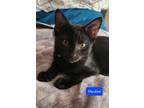 Adopt Shadow a Domestic Short Hair