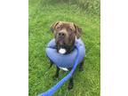Adopt Blue a Labrador Retriever, Mixed Breed