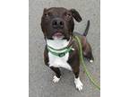Adopt Rex a Pit Bull Terrier, Mixed Breed