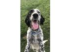 Adopt Available - Felix a English Setter