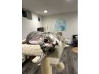 Adopt Zooey a Domestic Short Hair, Siamese