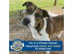 Adopt Dewey a English Coonhound