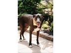 Adopt Judge a Great Dane, Mixed Breed