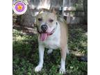 Adopt Leo a Pit Bull Terrier