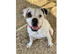 Adopt Max Pruski a Boxer