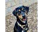 Adopt Marlo FKA Lulu's Pups: Greer a Hound