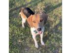 Adopt Spot a Foxhound