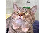 Adopt Silas a Domestic Short Hair