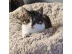 Adopt Robert a Domestic Short Hair