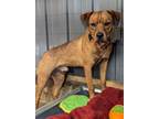 Adopt Johnny a Golden Retriever, Rhodesian Ridgeback