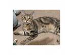 Adopt Rico a American Shorthair