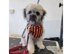 Adopt Fluffy a Poodle