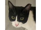 Adopt Canou a Domestic Short Hair