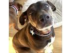 Adopt Boulder a Catahoula Leopard Dog