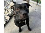 Adopt Nacho a Staffordshire Bull Terrier