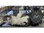 Adopt Sam + Reuben a Domestic Short Hair, Tabby