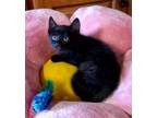Adopt Binx a Bombay, Domestic Short Hair