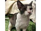 Adopt Elm a Domestic Short Hair