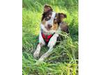 Adopt Guppy a Australian Shepherd, Mixed Breed