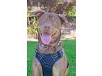 Adopt Ares a American Staffordshire Terrier, Mixed Breed