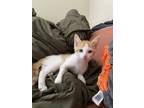 Adopt Fester a Domestic Short Hair