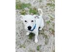 Adopt Kit a Terrier, Jack Russell Terrier