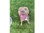 Adopt Steele a American Staffordshire Terrier